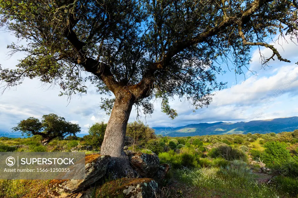 HOLM OAK Quercus ilex, Valley of the Ambroz river, Cáceres, Extremadura, Spain, Europe