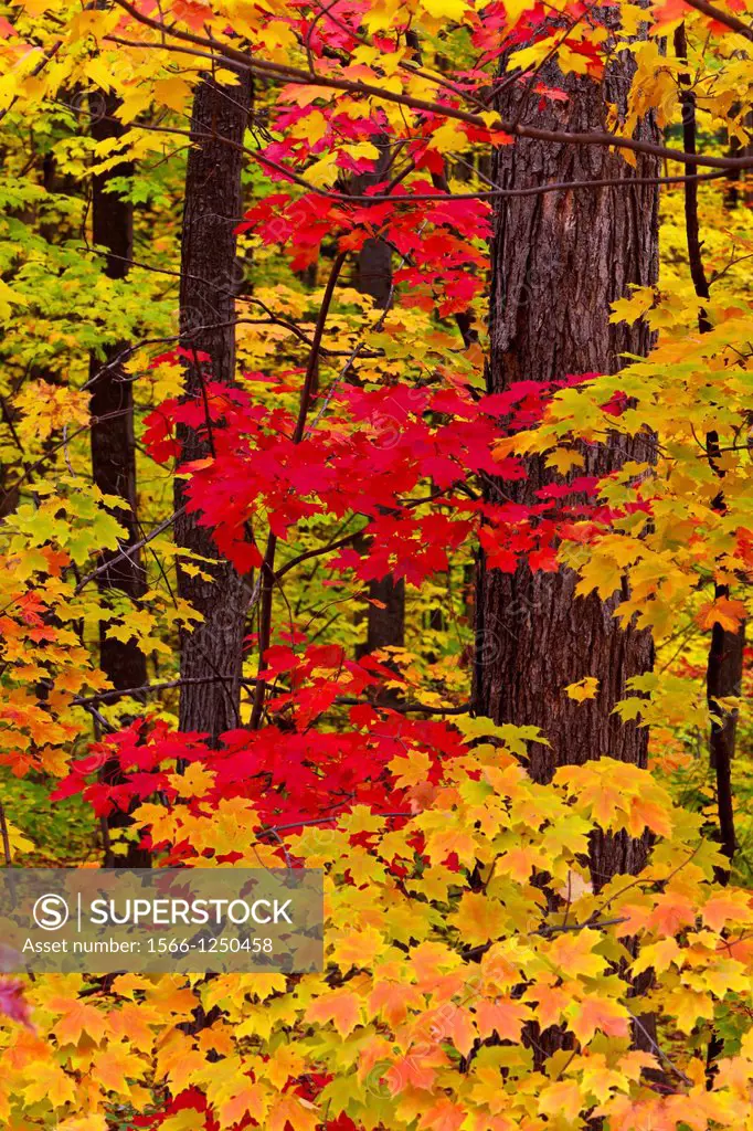 A closeup of fall foliage color in the maple trees in Marquette, Michigan, USA