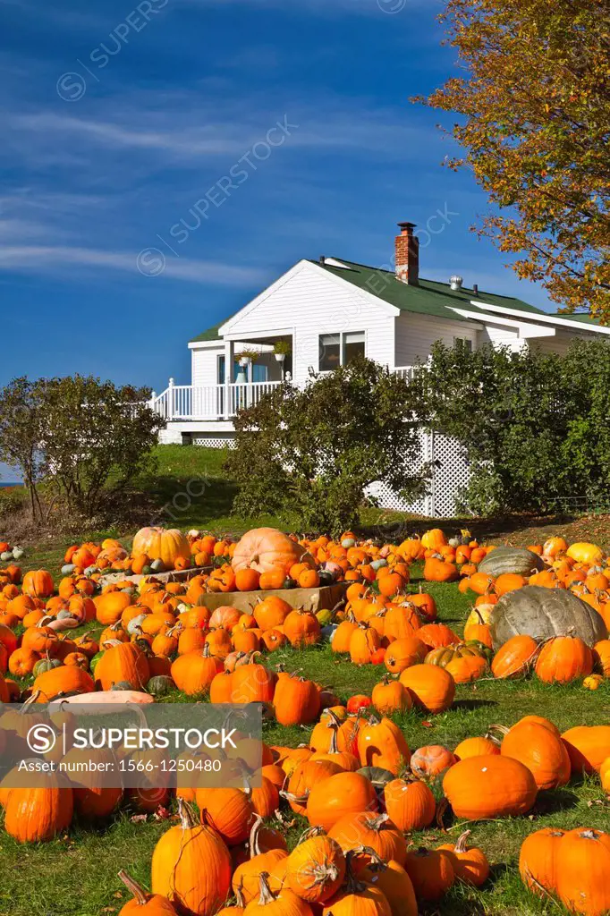 Pumpkins and squash for sale at the Pond Hill Farms along Highway 119 near Harbor Springs, Michigan, USA
