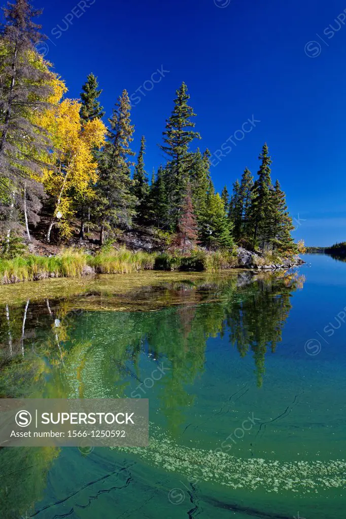 A northern Manitoba landscape of fall foliage color and reflections in a small lake near Flin Flon, Manitoba, Canada
