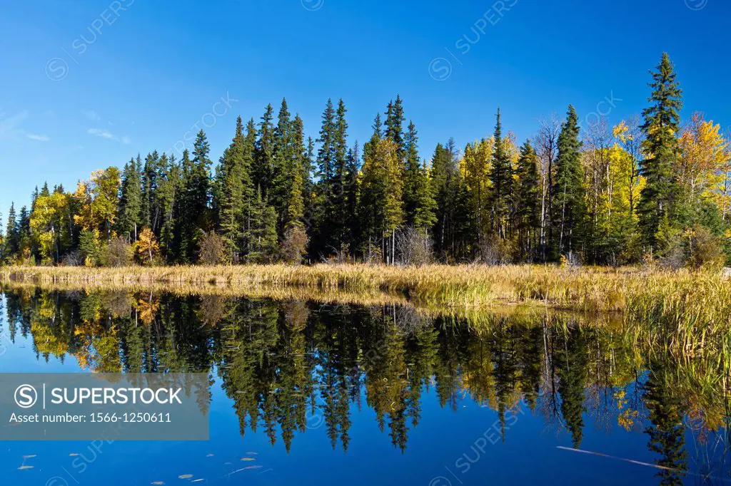 A northern Manitoba landscape of fall foliage color and reflections in a small lake near Flin Flon, Manitoba, Canada