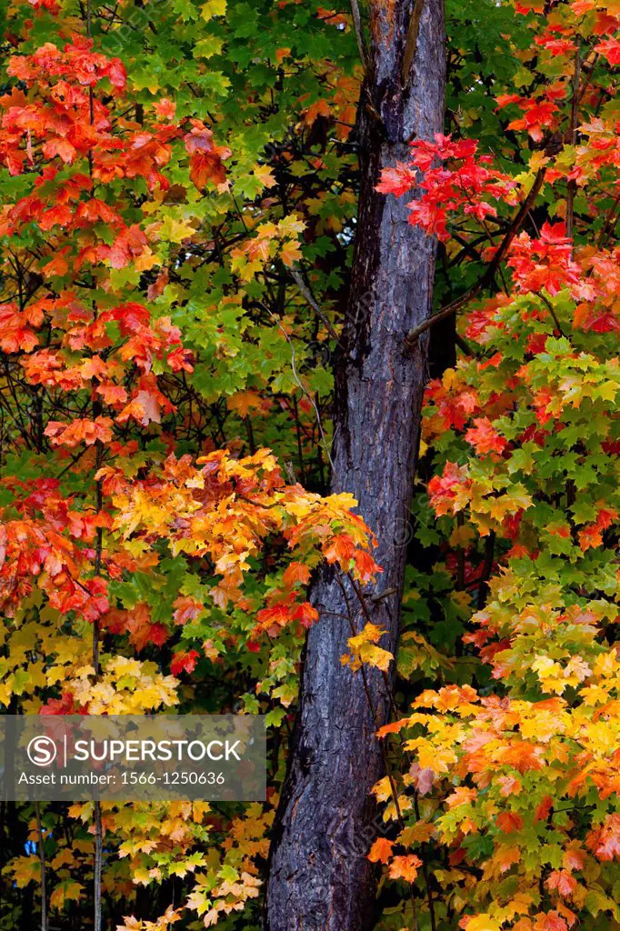 Close-up of fall foliage color in the trees along Highway 119 in Michigan´s Lower Peninsula