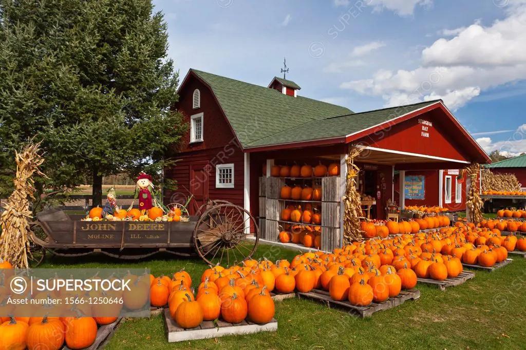 Pumpkins for sale and displayed at the Sturgeon Pumpkin Barn farm near Cross Village, Michigan, USA