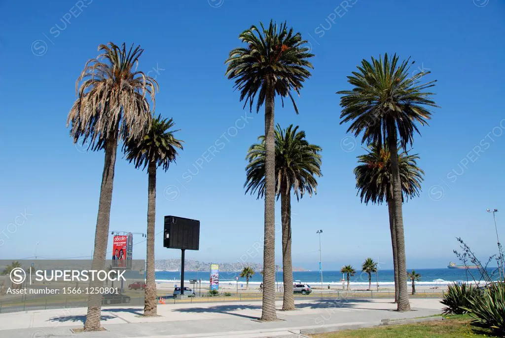 Palm trees on the beach in Coquimbo Chile Peñuelas