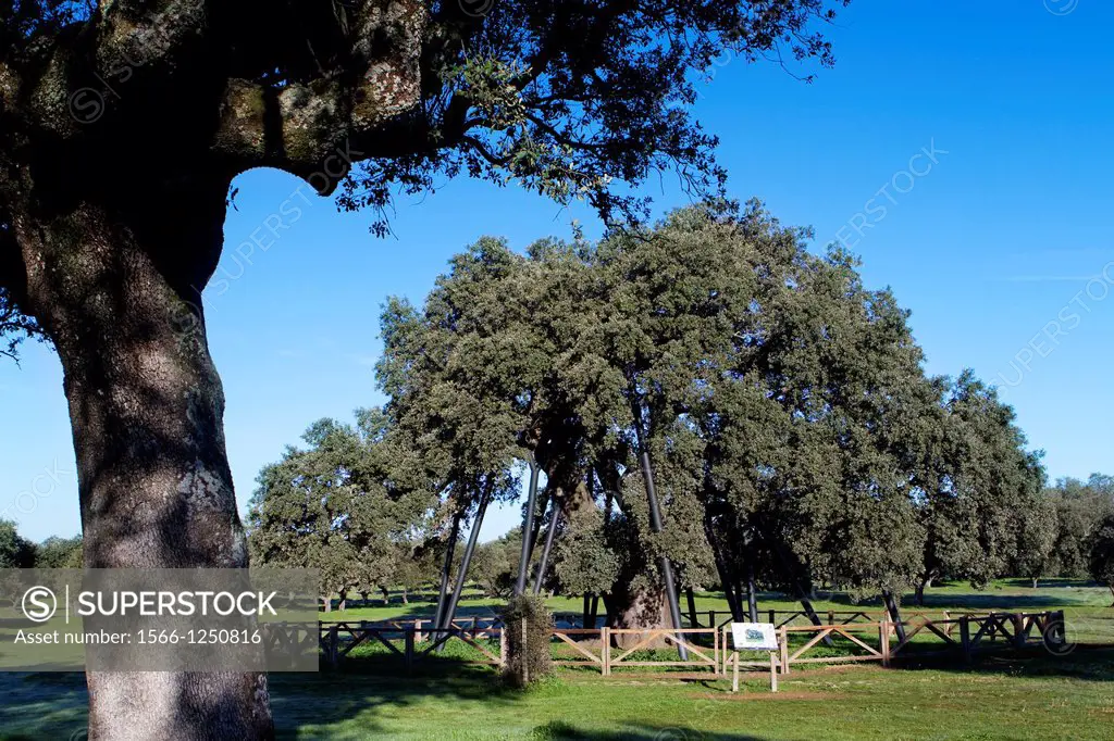 The tree called ´La Terrona´ is more than 800 years old  Probably the oldest holm oak Quercus ilex in the world  Zarza de Montánchez  Cáceres, Extrema...