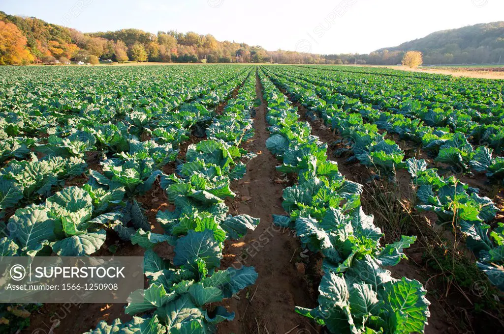 Leafy green vegetables kale in rows on a farm, Glen Arm Maryland USA