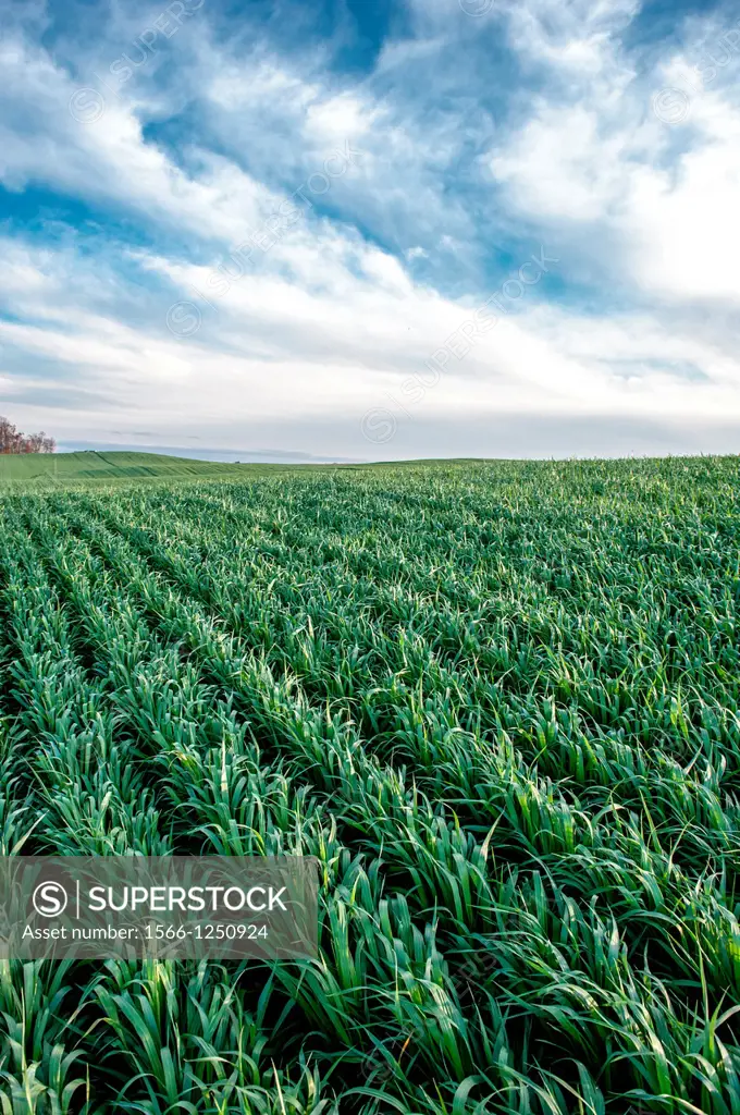 Corn crops in rows on a farm in Carroll County Maryland USA