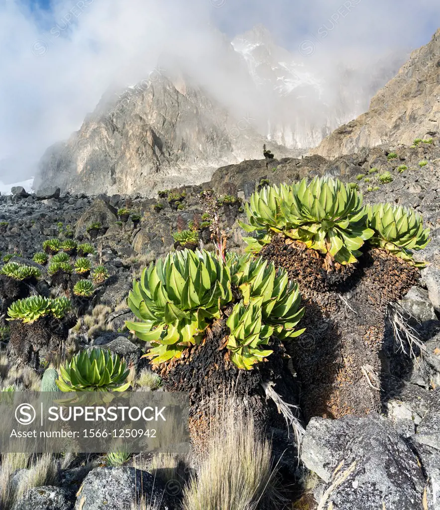 Giant Groundsel or Dendrosenecio senecio keniodendron in the Mount Kenya National Park, Kenya, and the peaks Batian and Nelion of Mt  Kenya in the bac...