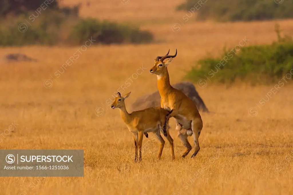 Antelope uganda, Queen Elizabeth national park, uganda.