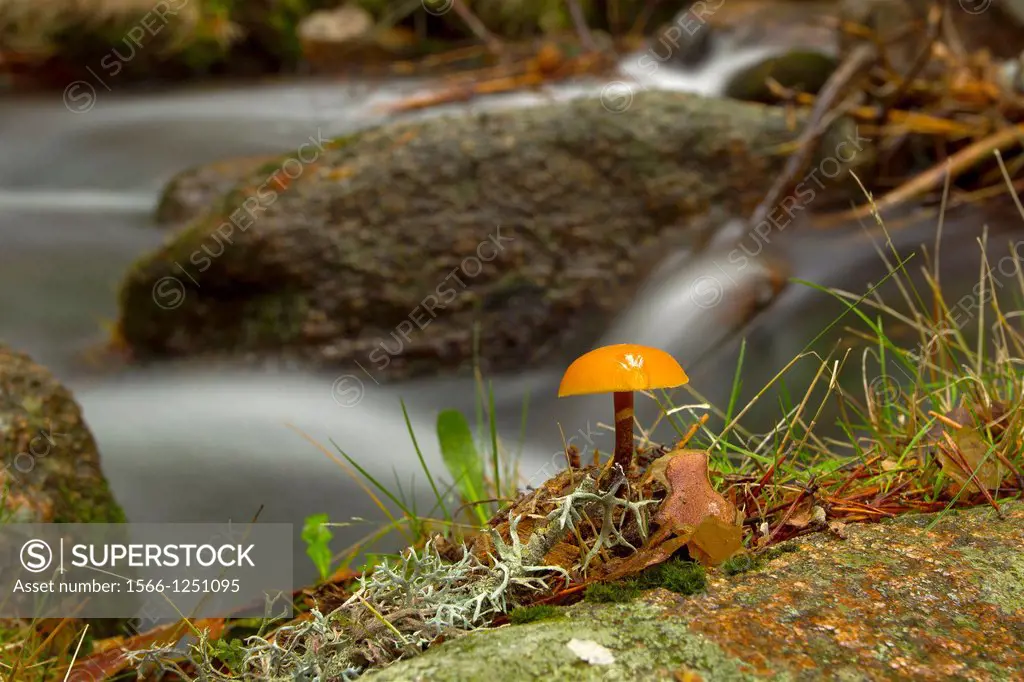 mushroom Guadarrama National Park