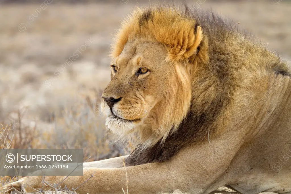 African lion Panthera leo - Male, Kgalagadi Transfrontier Park, Kalahari desert, South Africa