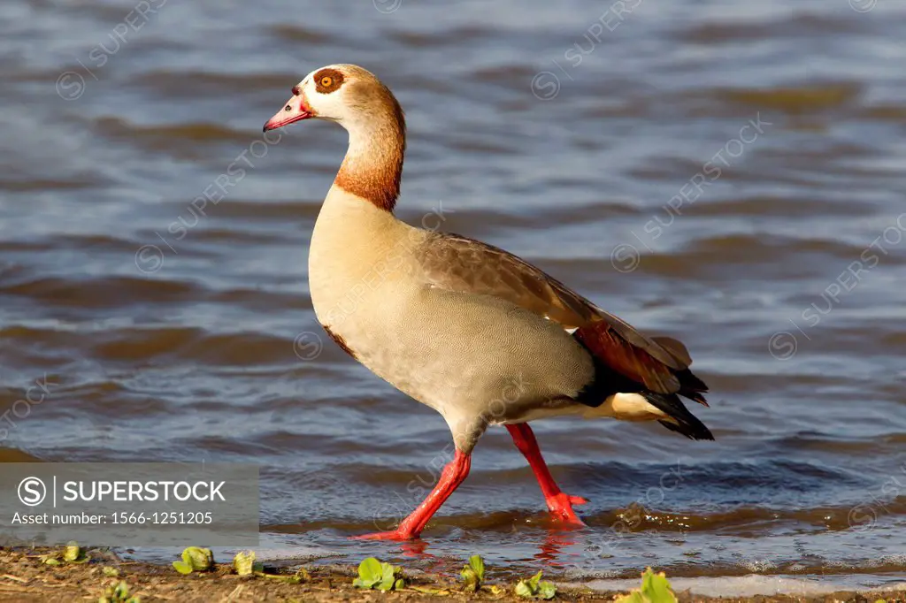 Egyptian goose Alopochen aegyptiaca, in the water, Kruger National Park, South Africa