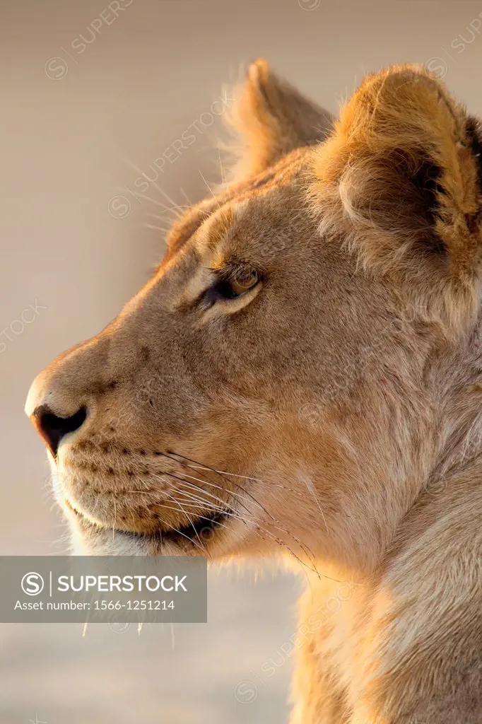 African lion Panthera leo - Female, Kgalagadi Transfrontier Park, Kalahari desert, South Africa.