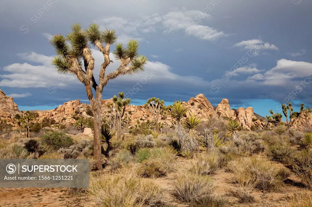 Joshua Tree Yucca brevifolia, Mojave Desert, Joshua Tree National Park, California, USA.