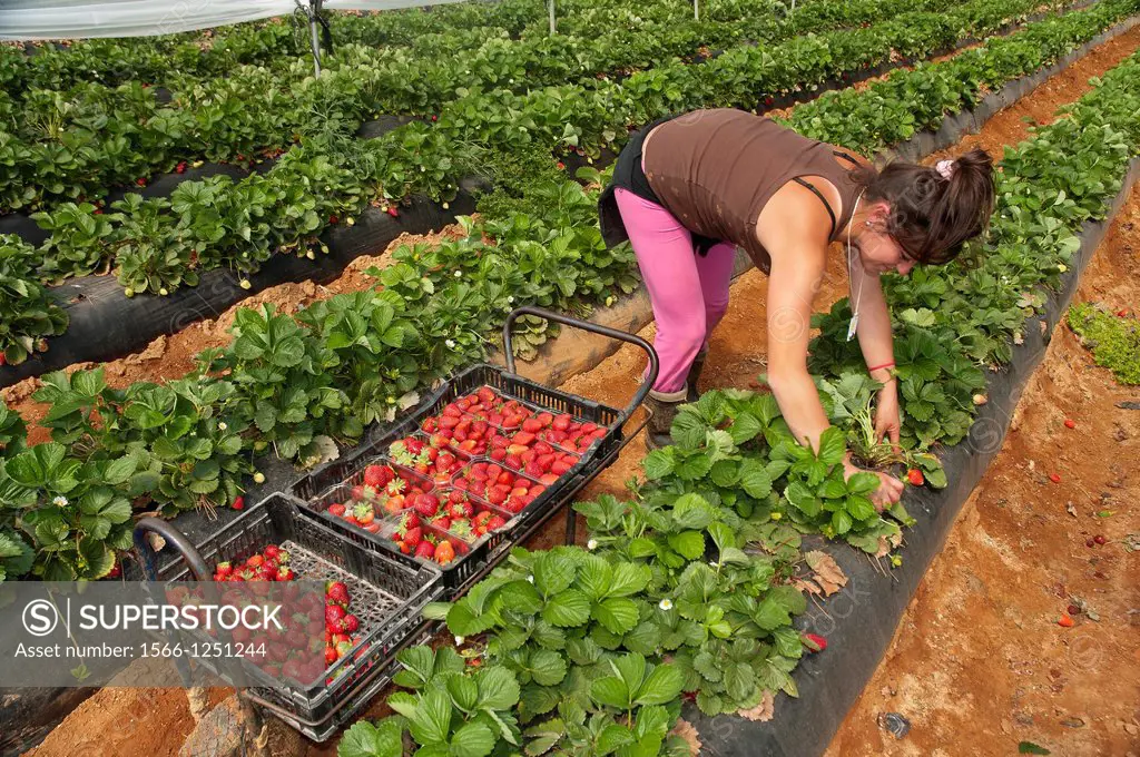 Collecting strawberries, La Redondela, Huelva-province, Spain