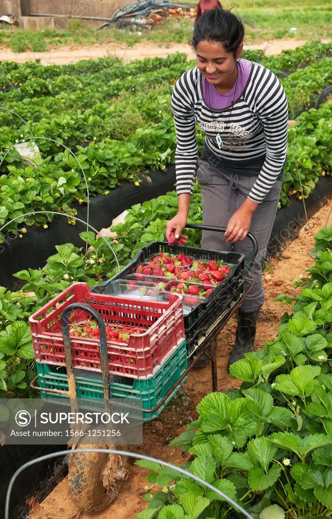 Collecting strawberries, La Redondela, Huelva-province, Spain