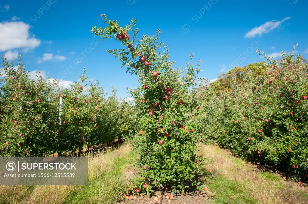 Apple trees at an orchard in Cashtown, Pennsylvania, USA.