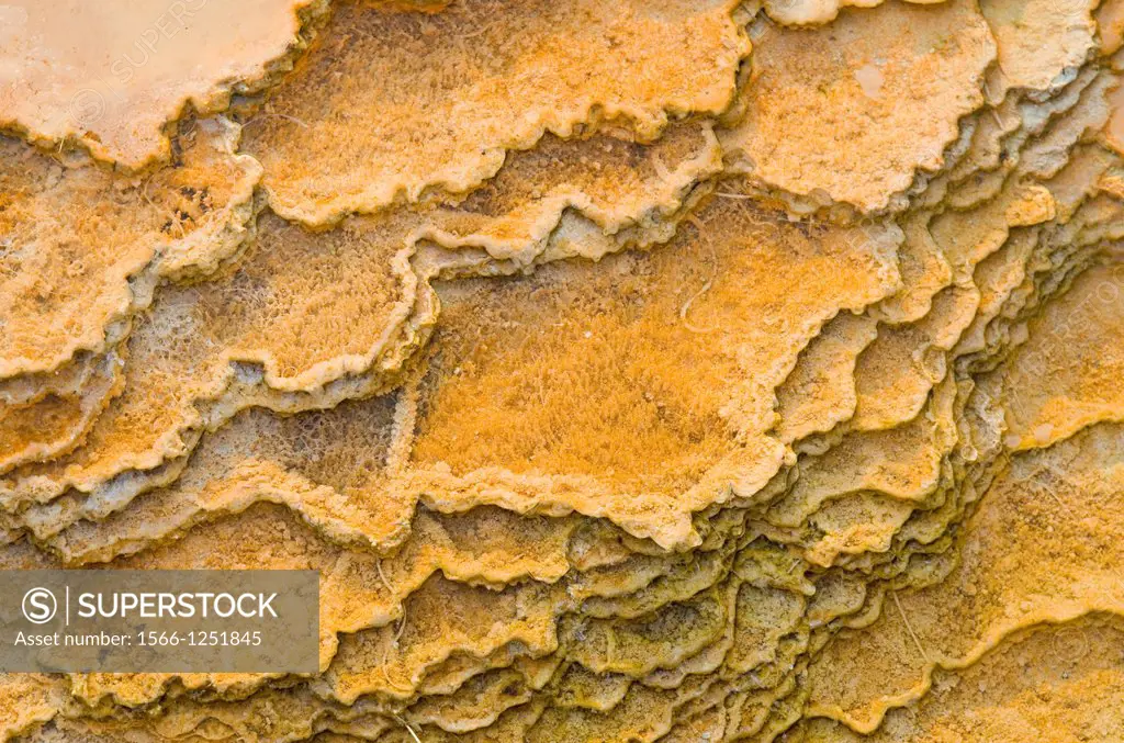Thermophilic algae and fresh desposits of travertine in Mammoth Hot Springs, Yellowstone National Park