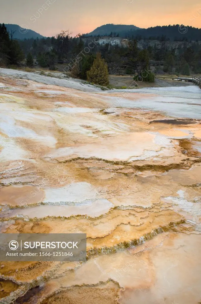 Thermophilic algae and fresh desposits of travertine emanating from Grassy Spring section of Mammoth Hot Springs, Yellowstone National Park
