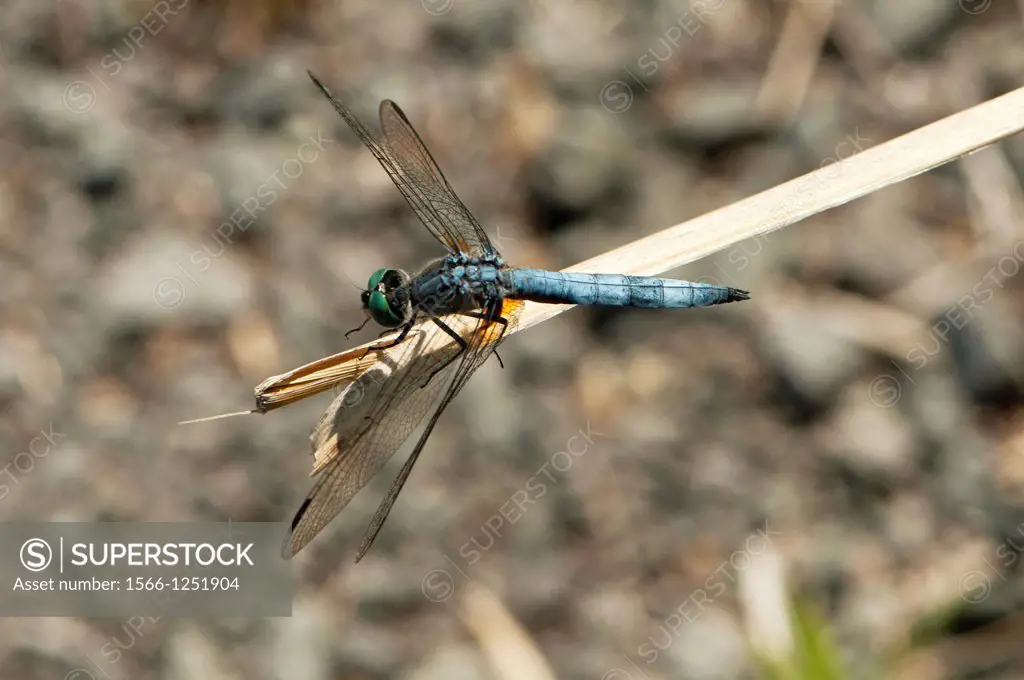 Dragonfly (Erythemis collocata)