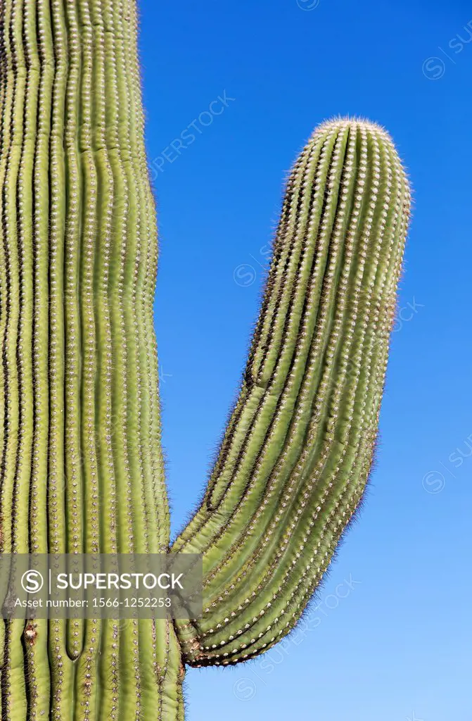 Giant Cactus in Saguaro N P  , Arizona, USA