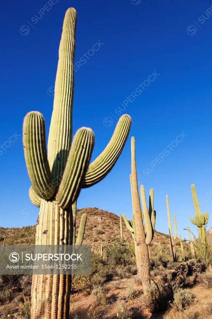 Giant Cactus in Saguaro N P  , Arizona, USA