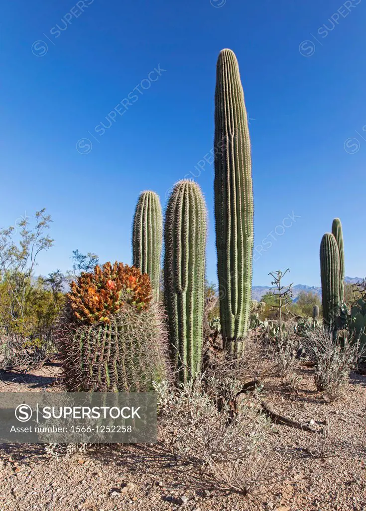 Cacti in Saguaro N P  , Arizona, USA