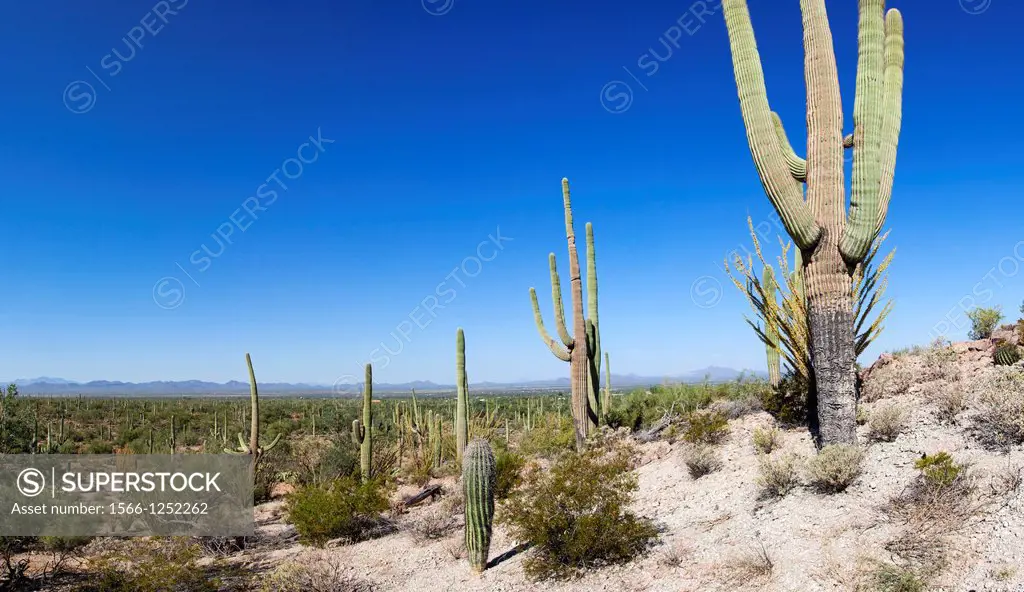 Giant Cacti in Saguaro N P  , Arizona, USA