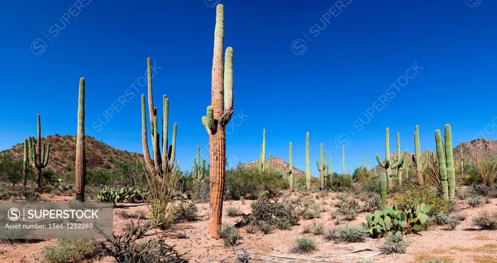 Giant Cacti in Saguaro N P  , Arizona, USA