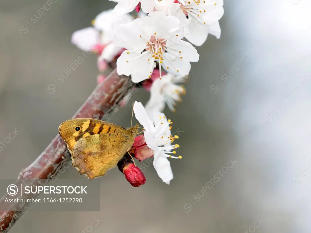 Speckled Wood - Pararge aegeria on apricot tree - Prunus armeniaca, Crete