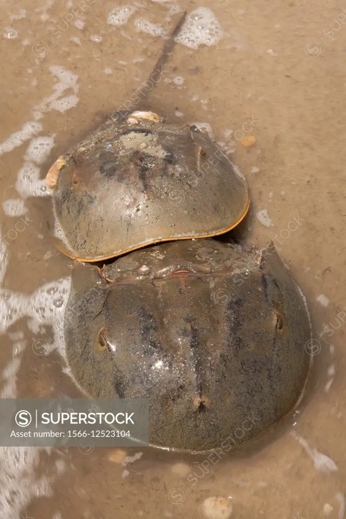 Horseshoe Crabs, Limulus polyphemus, Delaware bay, Delaware, coming ashore to breed. USA