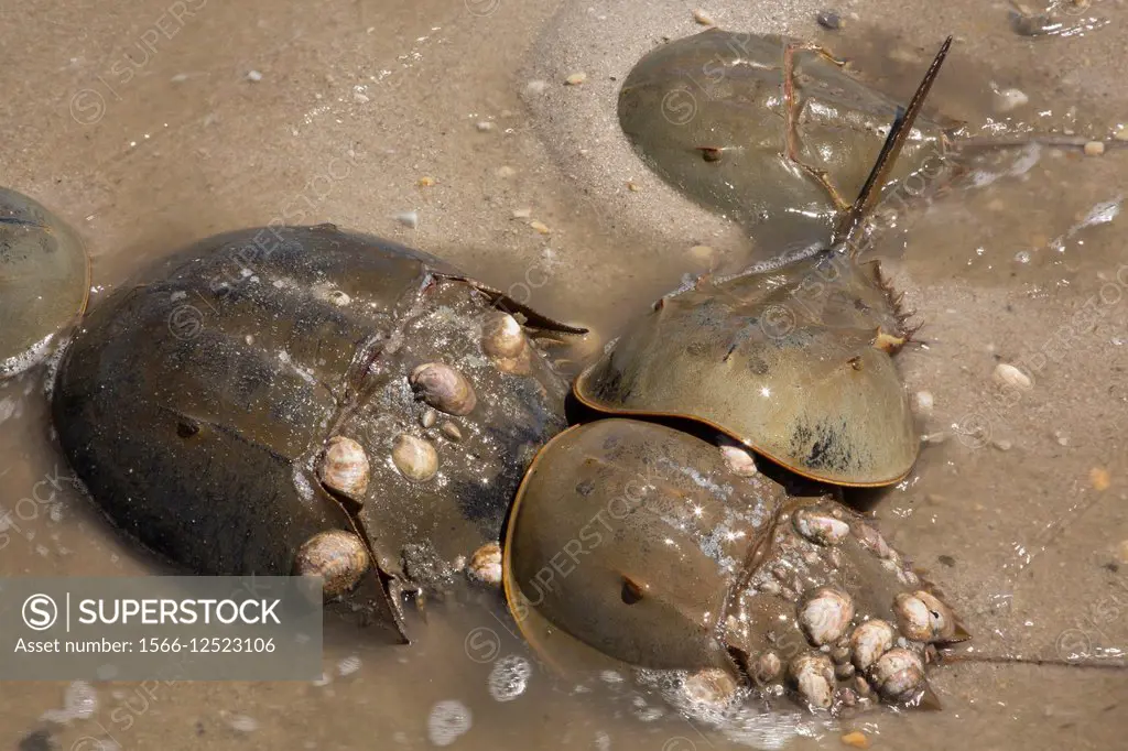 Horseshoe Crabs, Limulus polyphemus, Delaware bay, Delaware, coming ashore to breed. USA