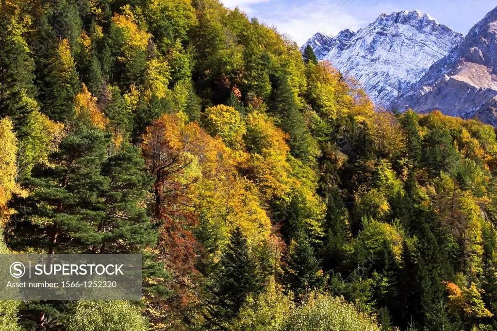 Deciduous forest in autumn  In the background Gabieto Peak - Bujaruelo Valley - Torla - Sobrarbe - Huesca - Aragon Pyrenees - Aragon - Spain - Europe