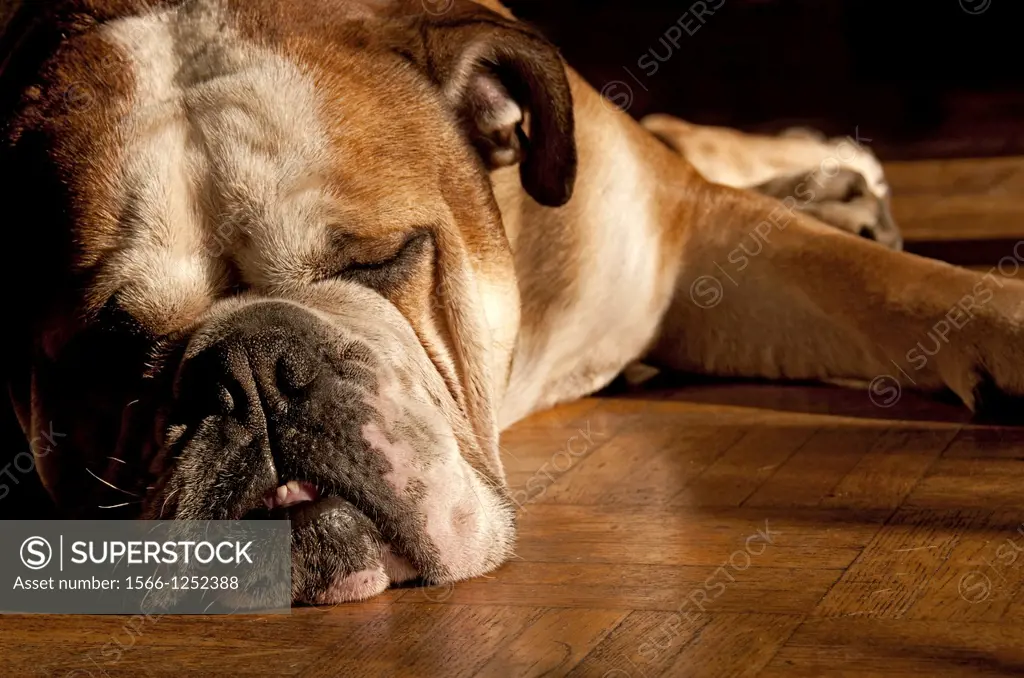 sleeping English bulldog, snout close-up