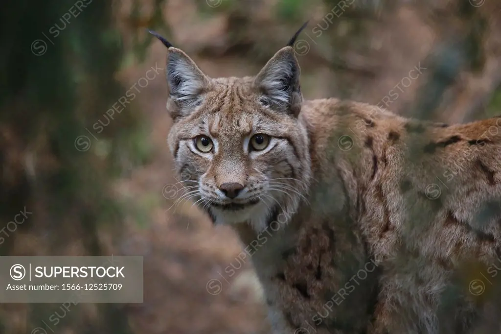 Lynx, Hälsingland, Sweden