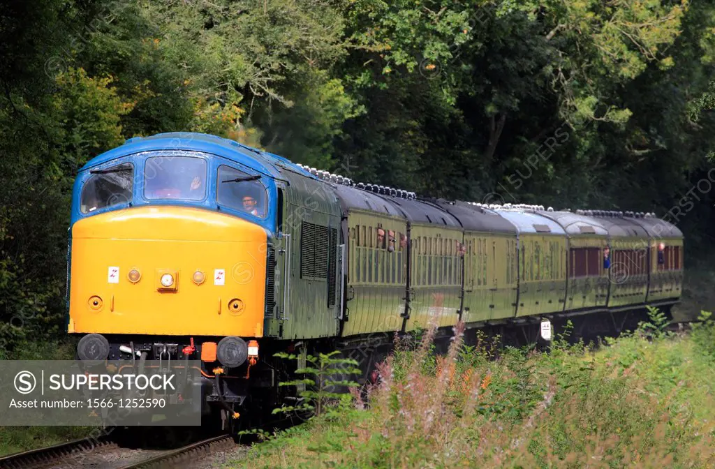 BR Class 45 No 45133 Diesel Locomotive trundles towards Highley upon departing Hampton Loade, Severn Valley Railway, Shropshire, England, Europe