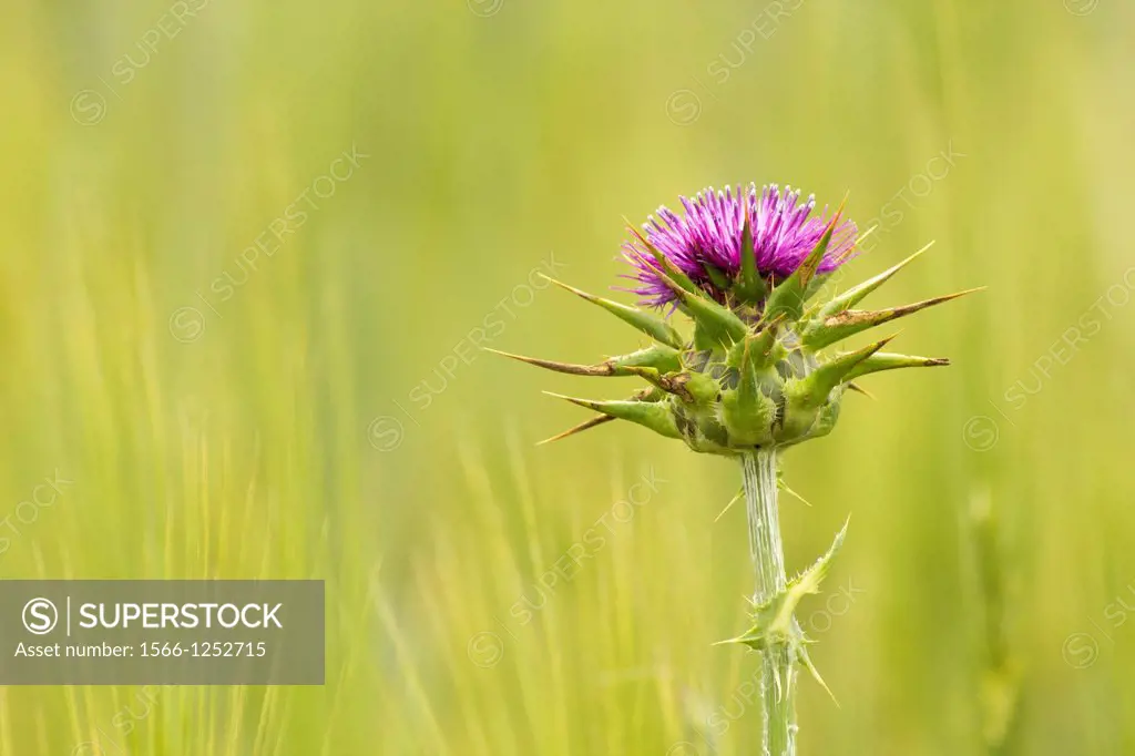 Milk Thistle plant growing in a cereal field, at Serpa-Portugal