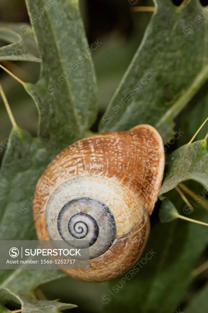 Snail resting on plant, at Serpa, Portugal