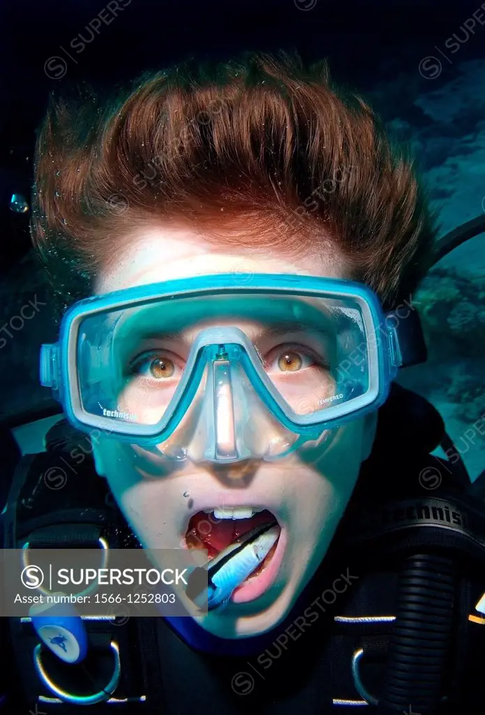 Young diver having mouth cleaned by cleanerfish, Sabre-toothed blenny Aspidontus taeniatus, Red Sea, Egypt, Africa