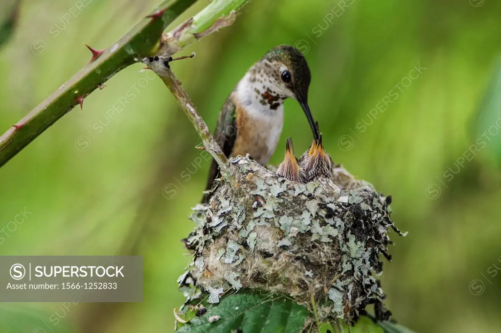 Mother rufous selasphorus rufus on edge of nest ready to feed baby.Ladner, British Columbia
