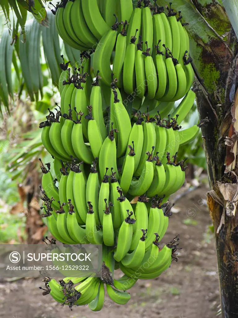 Banana, Musa paradisiaca. Banana is a fruit. It is sweet and soft. The color of the outside is yellow, but the cooking banana is green. It grows in ar...