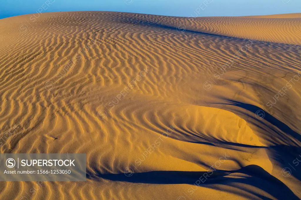 The sand dunes just before sunset along the coast on South Padre Island, Texas, USA