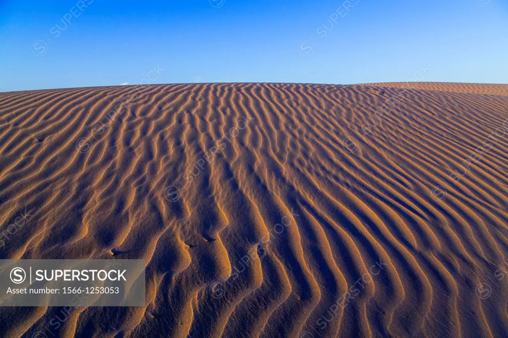 The sand dunes just before sunset along the coast on South Padre Island, Texas, USA