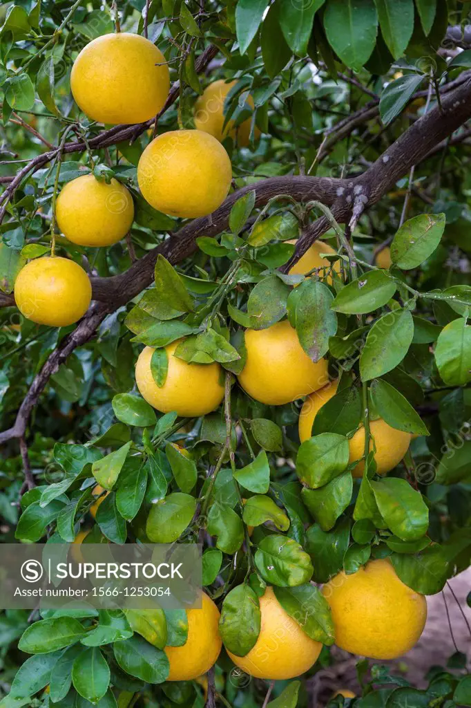 Closeup of grapefruit on the tree in an orchard near Mission, Texas, USA