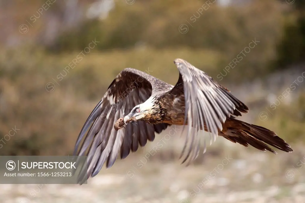 Lammergeier or Lammergeyer or Bearded Vulture - Gypaetus barbatus -, Natural reserve of Sierra of Boumort, Lleida, Spain