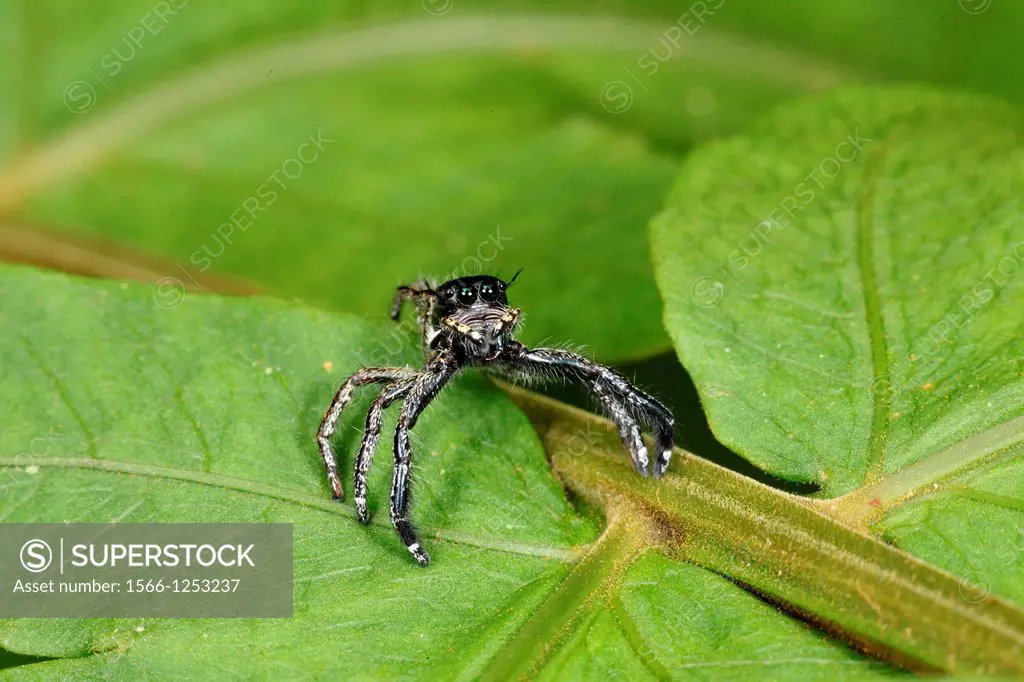 Thiana sp. jumping spider, borneo