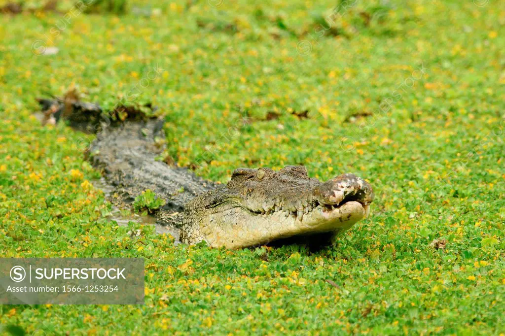 Saltwater Crocodile Crocodylus porosus in Borneo, Borneo