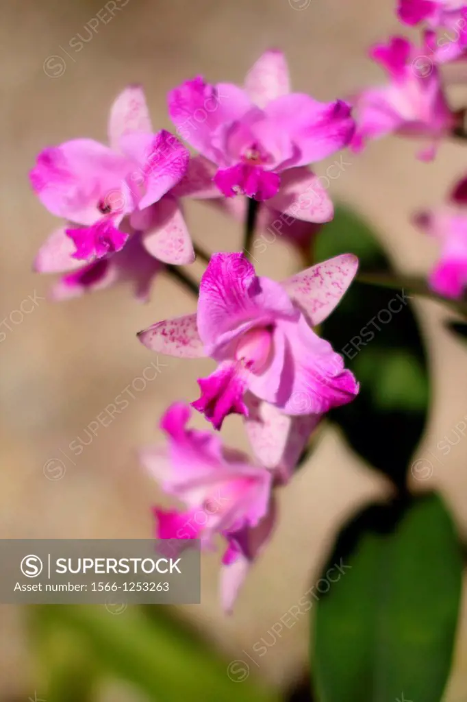 Orchid, Family of Dendrobium
