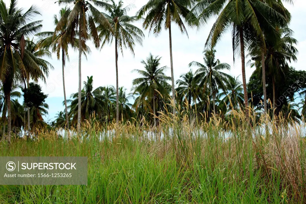 Coconut Palm Cocos nucifera in Borneo, Asia