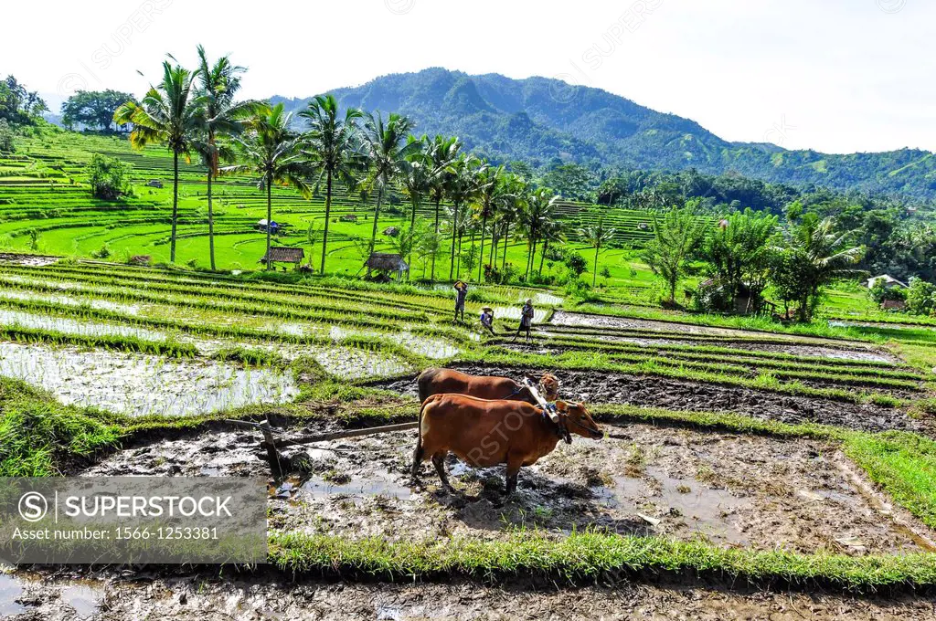 Asia, South-East Asia, Indonesia, Bali, Sidemen. Farmers working in a rice fields.